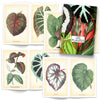 Book Les Plantes Illustrated Monthly