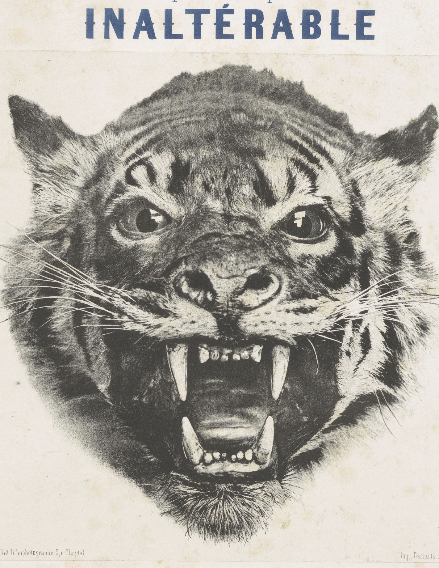 Lions, Tigers & Cheetahs