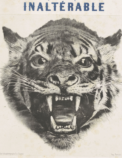 Lions, Tigers & Cheetahs