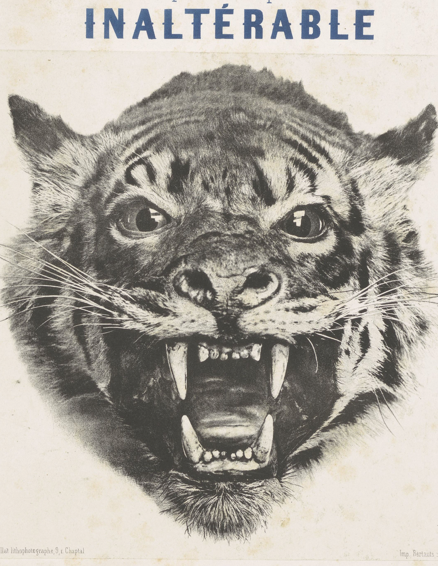 Lions, Tigers & Cheetahs