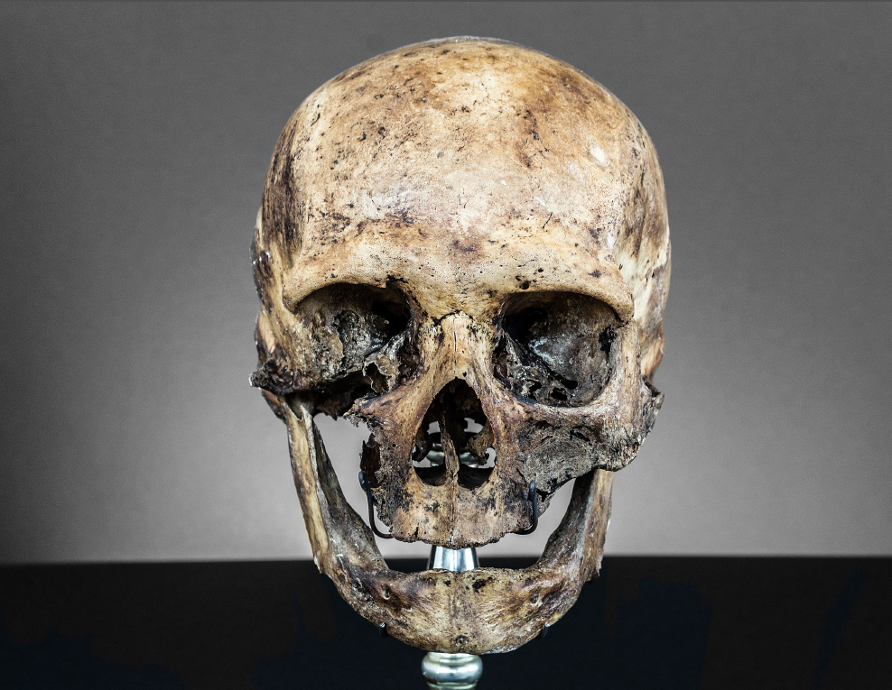 New Life: Artist Skull Ref. Vol 2