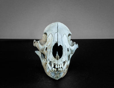 New Life: Artist Skull Ref. Vol 2