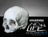New Life: Artist Skull Ref. Vol 2