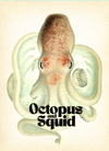 Book Octopus & Squid Illustrated Monthly