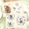 Book Octopus & Squid Illustrated Monthly