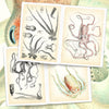 Book Octopus & Squid Illustrated Monthly