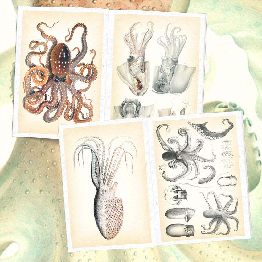 Book Octopus & Squid Illustrated Monthly