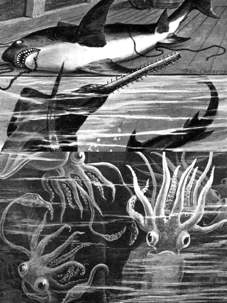 eBook of the sea big fish