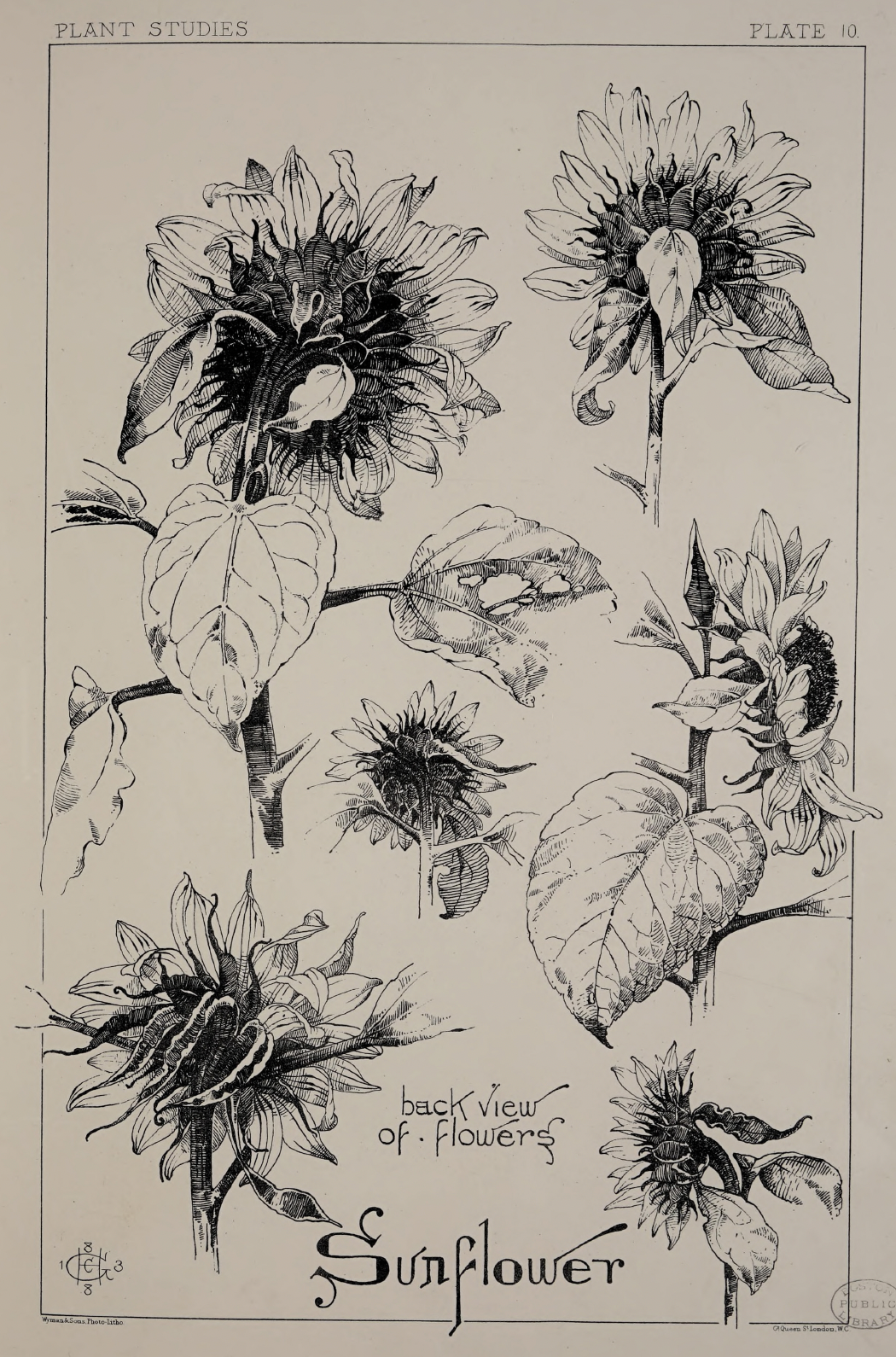 eBook plant studies for artists big fish