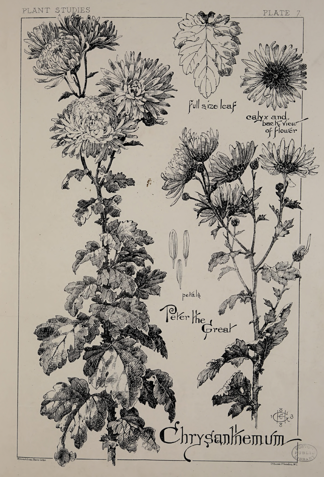 eBook plant studies for artists big fish