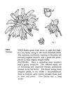 eBook Plant Studies for Artists big fish