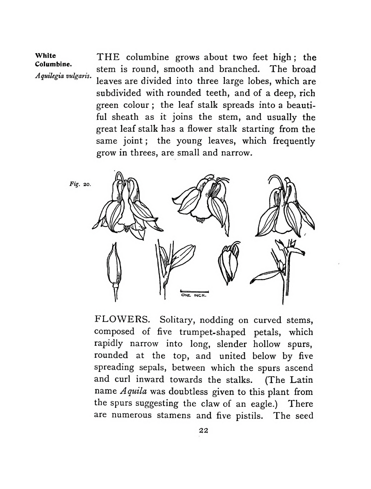 eBook Plant Studies for Artists big fish