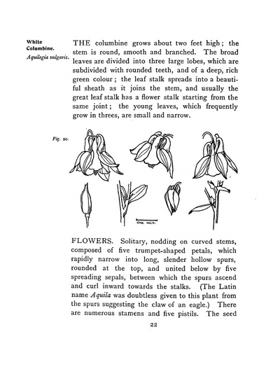 eBook Plant Studies for Artists big fish