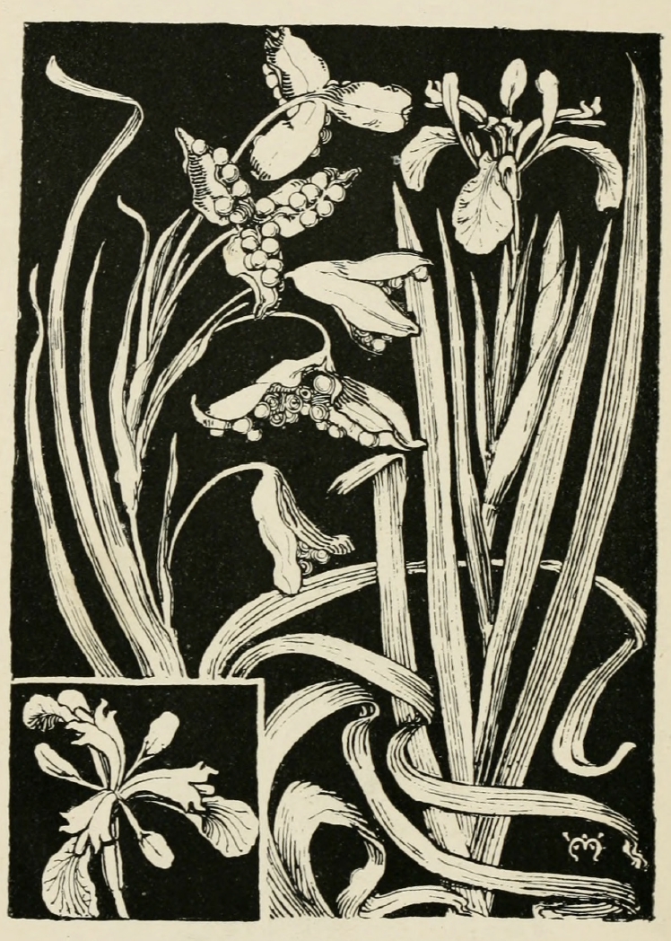 eBook plant study big fish