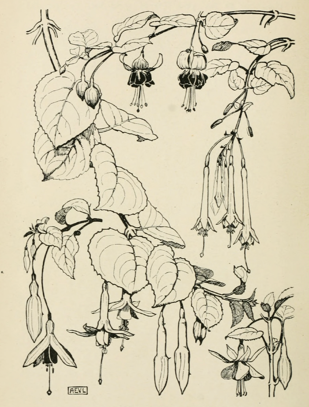 eBook plant study big fish