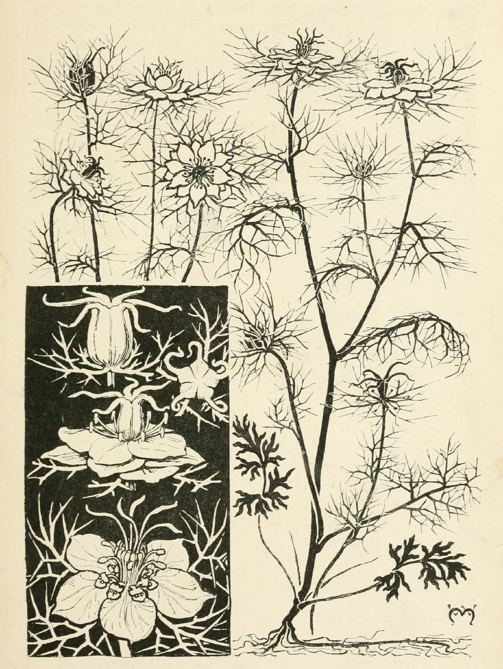 eBook plant study big fish