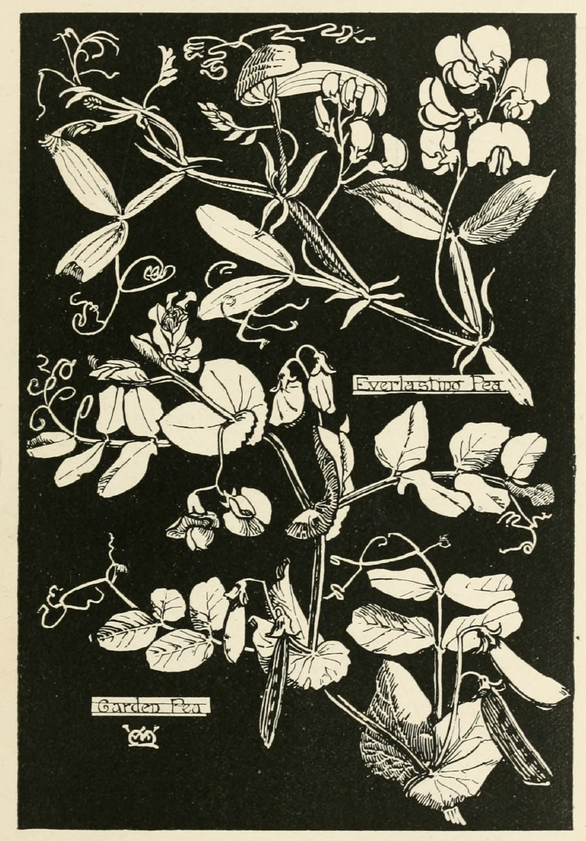 eBook plant study big fish