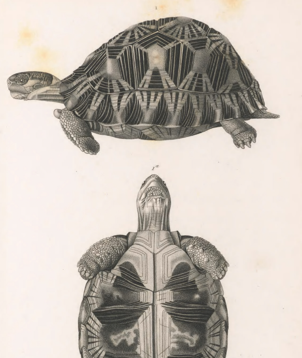 eBook Reptiles Illustrated Monthly