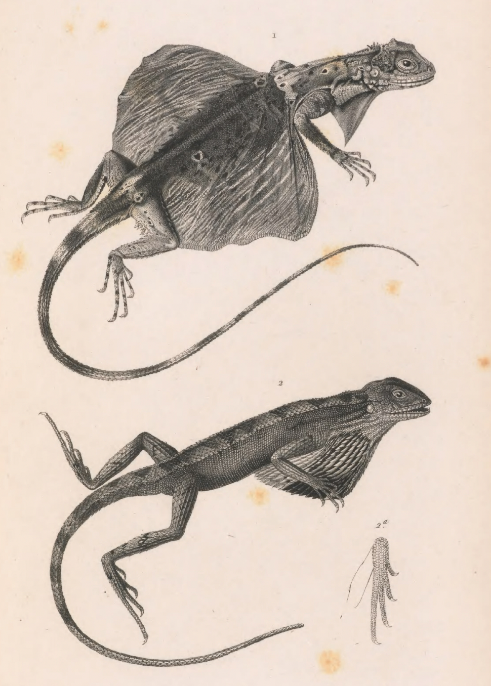 eBook Reptiles Illustrated Monthly