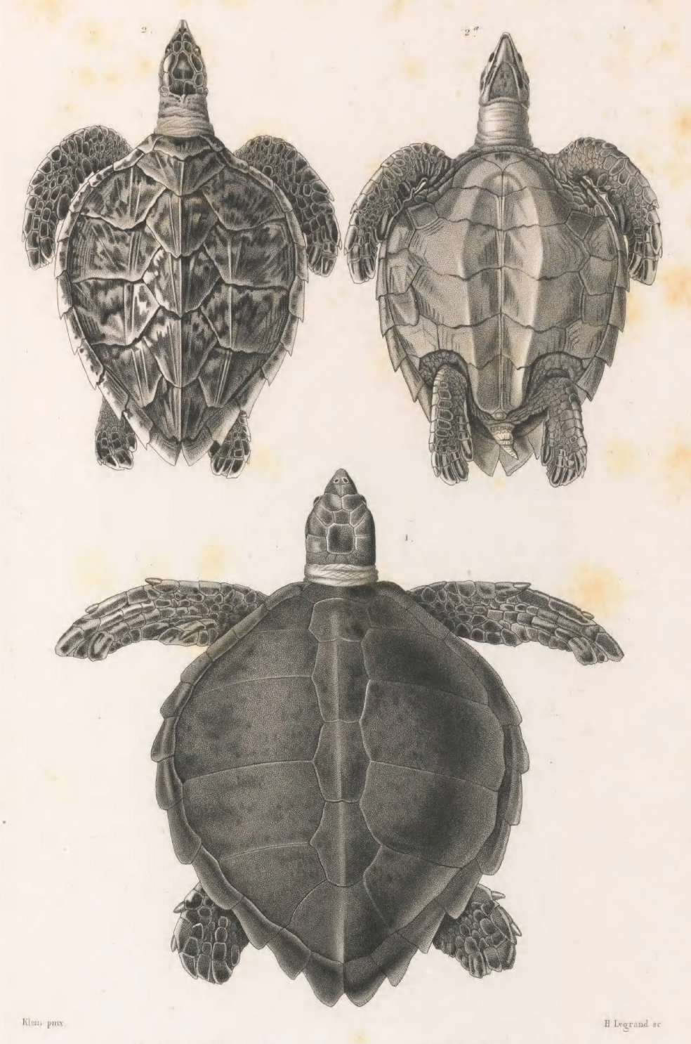 eBook Reptiles Illustrated Monthly