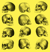 Book Skulls Illustrated Monthly