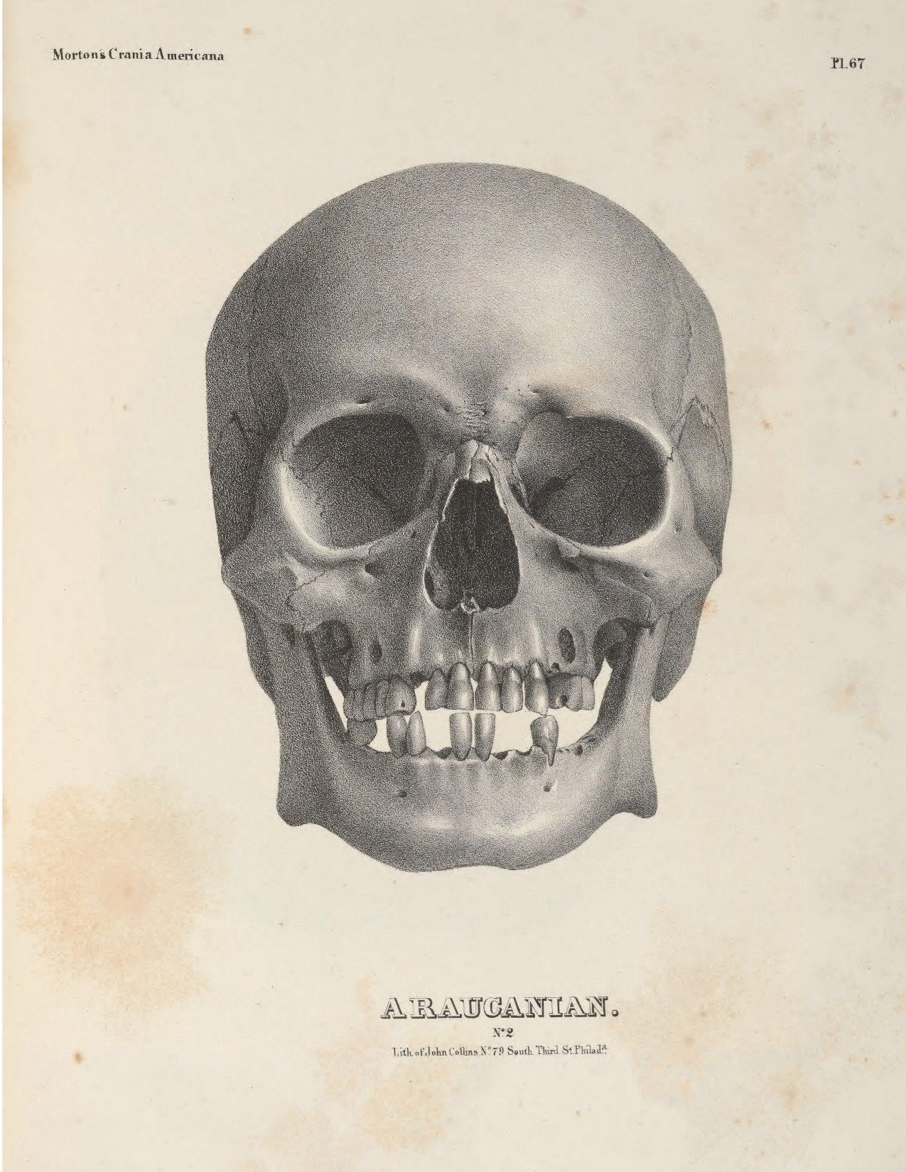 eBook Skulls Volume 1 Illustrated Monthly