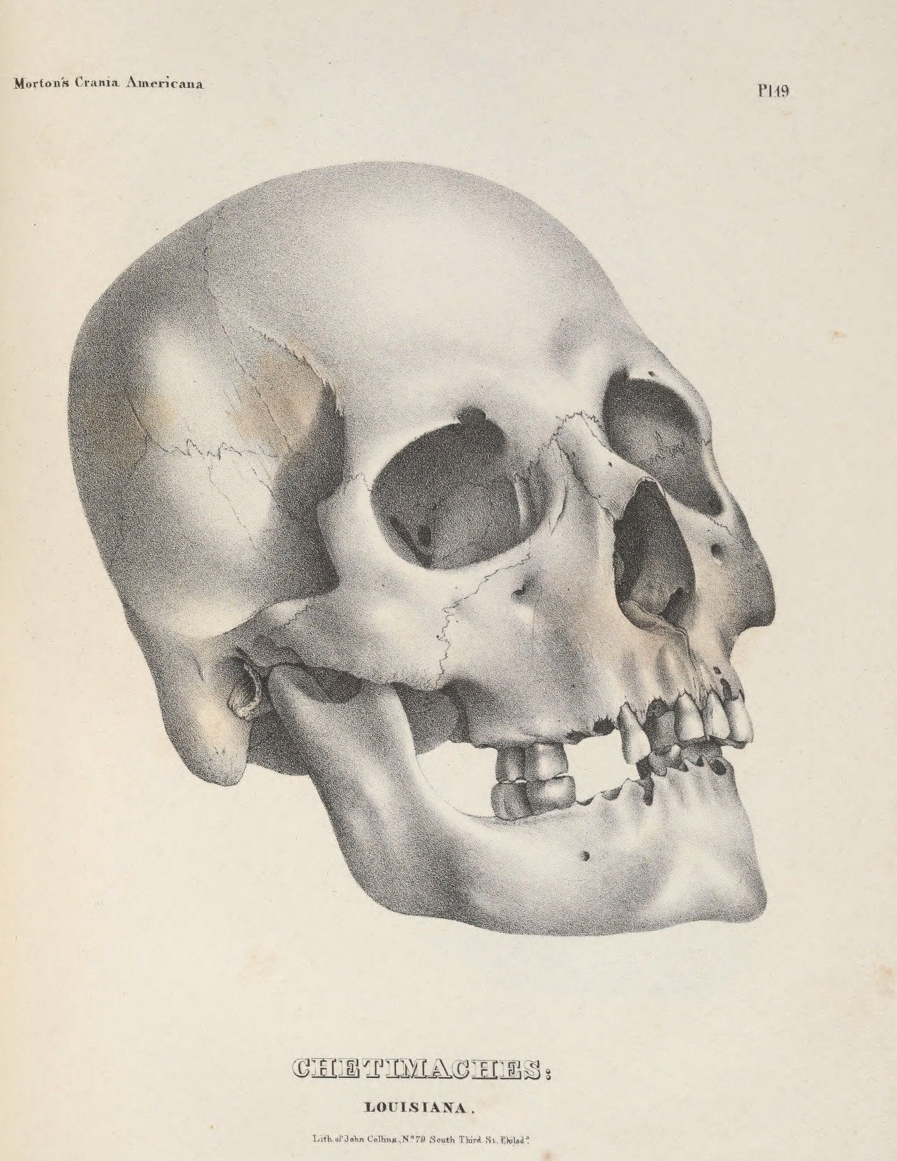 eBook Skulls Volume 1 Illustrated Monthly