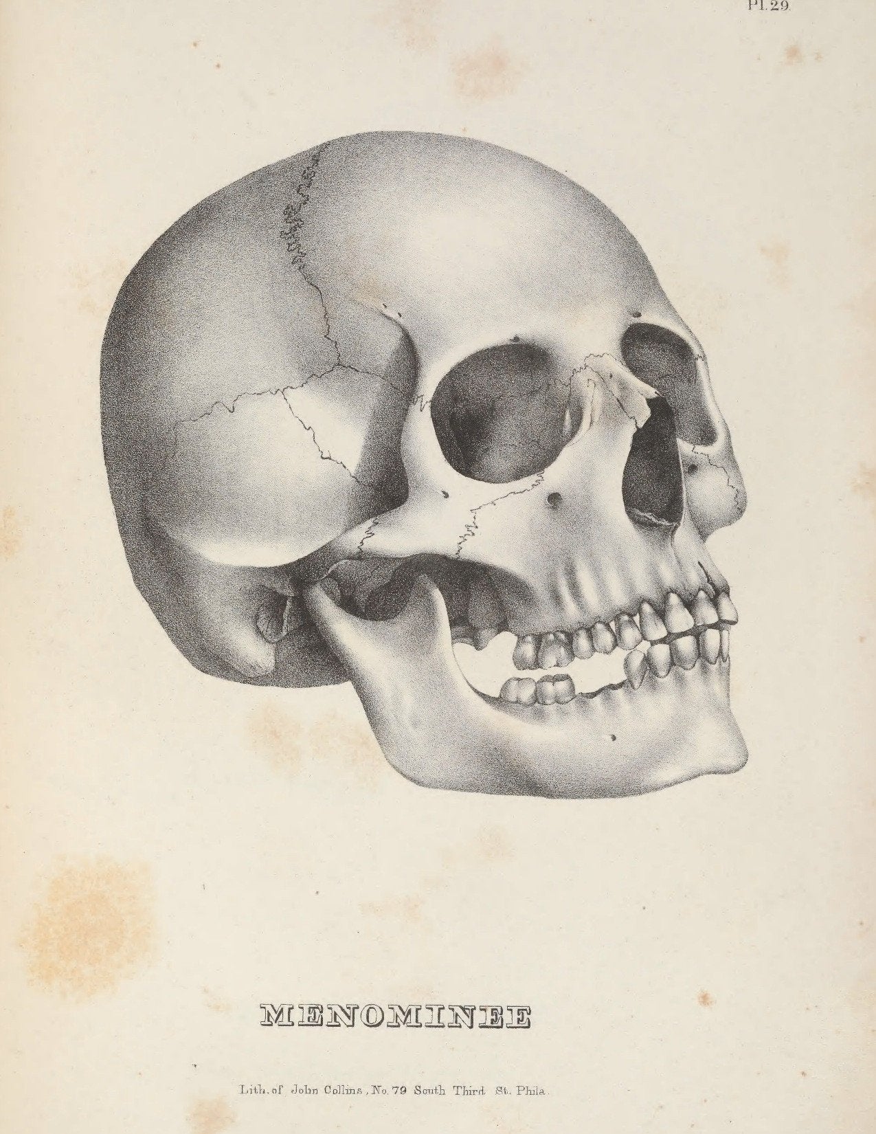 eBook Skulls Volume 1 Illustrated Monthly