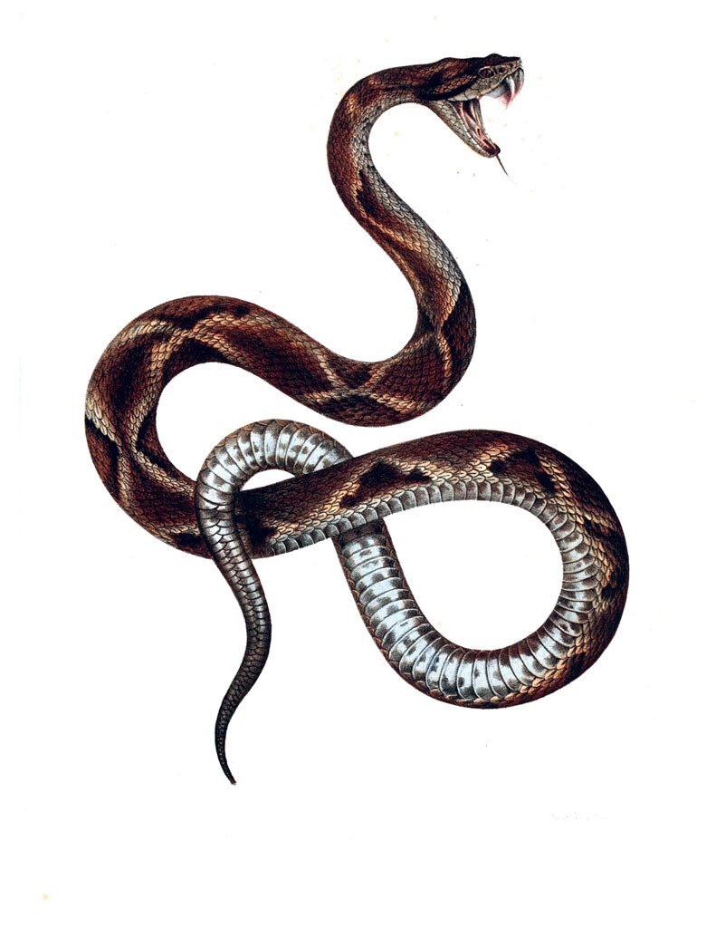 eBook Snakes, Frogs, Turtles, Lizards and More Illustrated Monthly