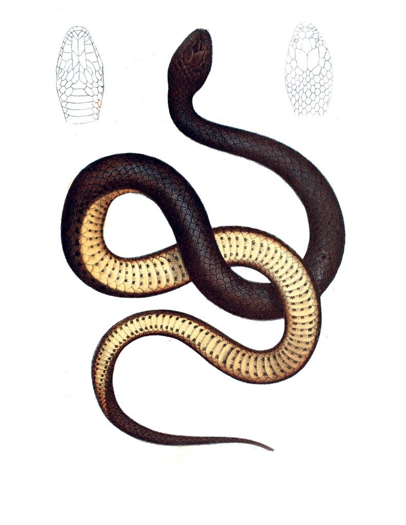 eBook Snakes, Frogs, Turtles, Lizards and More Illustrated Monthly