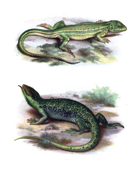 eBook Snakes, Frogs, Turtles, Lizards and More Illustrated Monthly