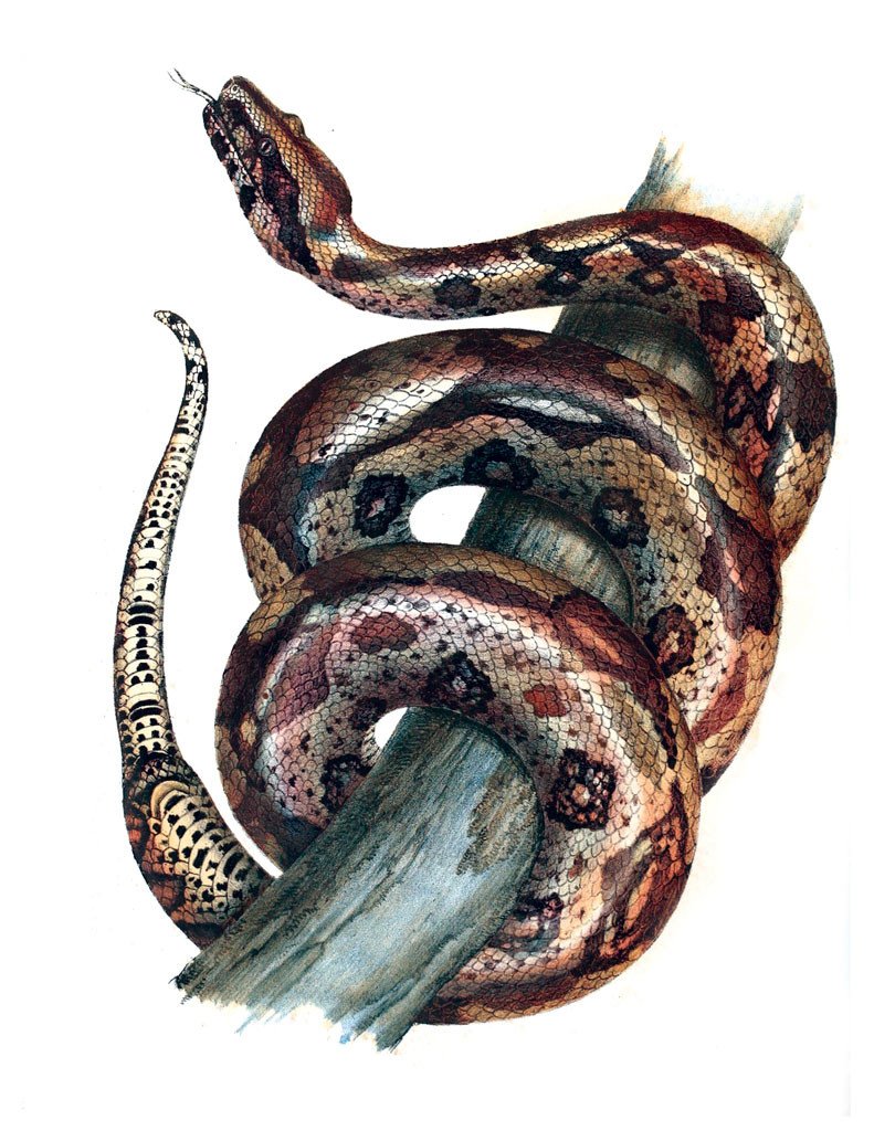 eBook Snakes, Frogs, Turtles, Lizards and More Illustrated Monthly