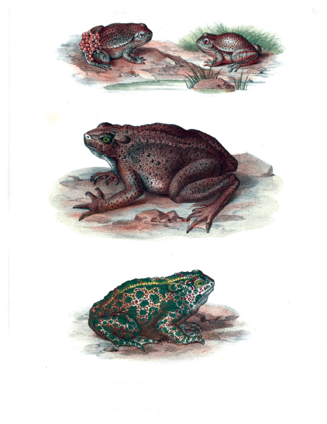 eBook Snakes, Frogs, Turtles, Lizards and More Illustrated Monthly