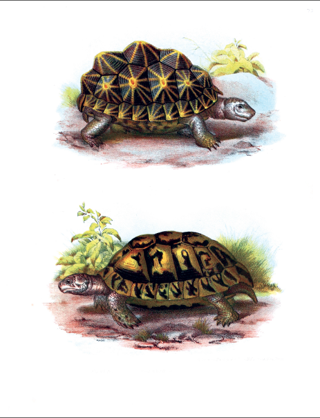 eBook Snakes, Frogs, Turtles, Lizards and More Illustrated Monthly