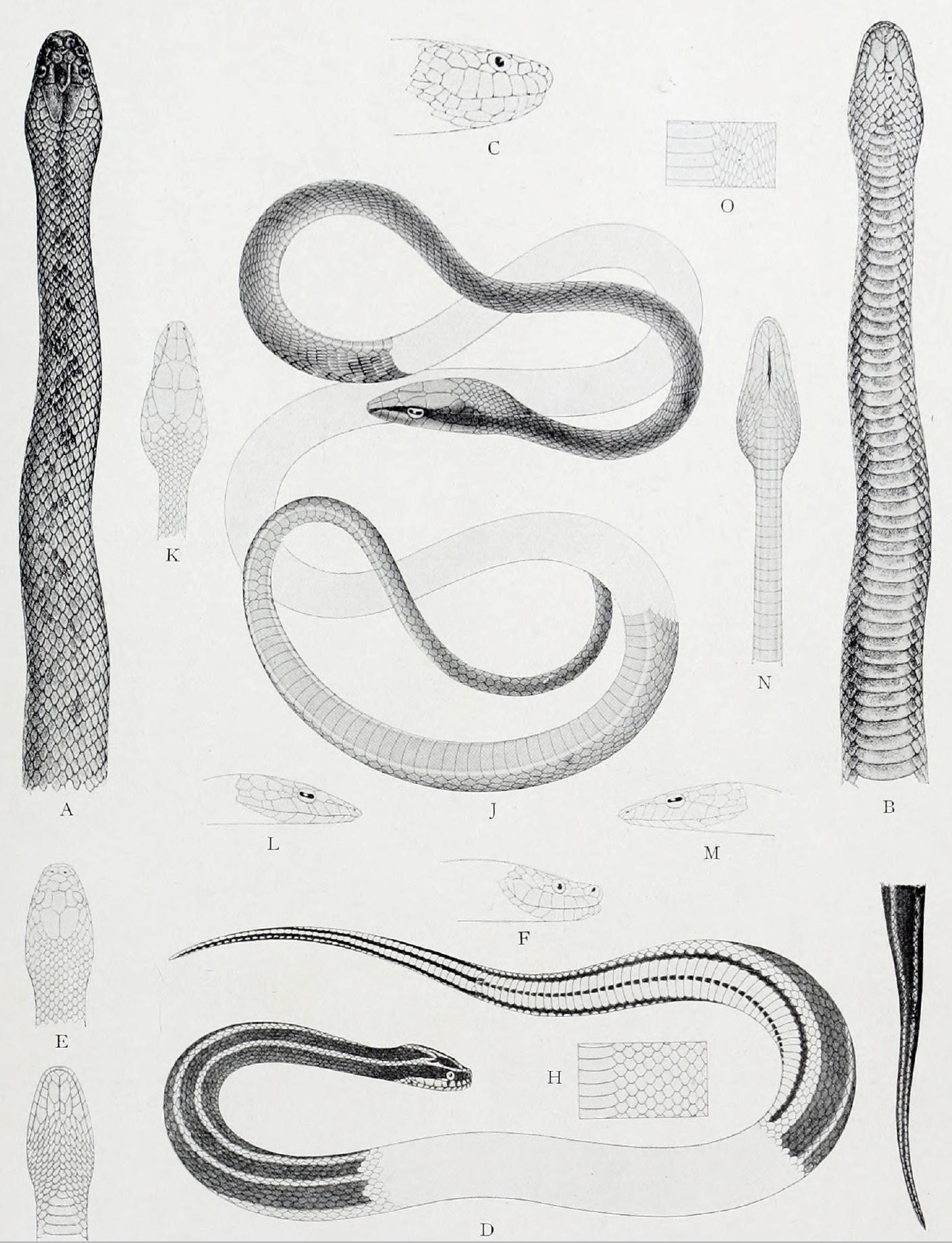 eBook Snakes & Scales big fish