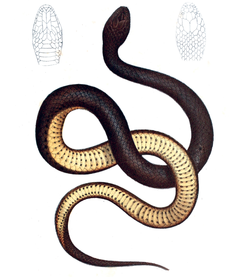 Snakes | Shop Illustrated Books, eBooks and Prints
