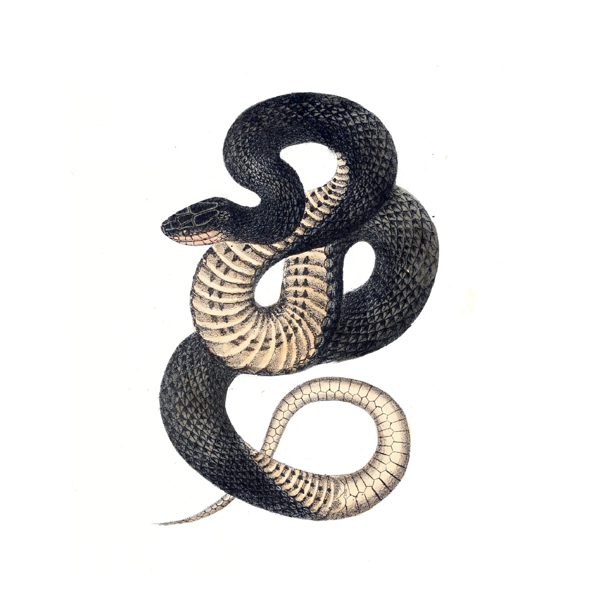 Book Snakes Illustrated Monthly