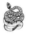 Book Snakes Illustrated Monthly