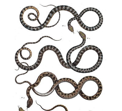 Book Snakes Illustrated Monthly