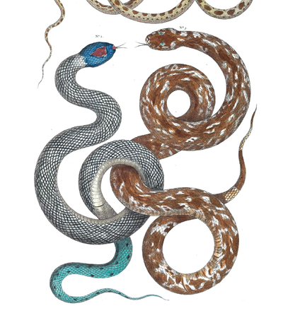 Book Snakes Illustrated Monthly