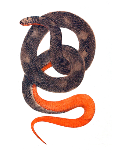 Book Snakes Illustrated Monthly