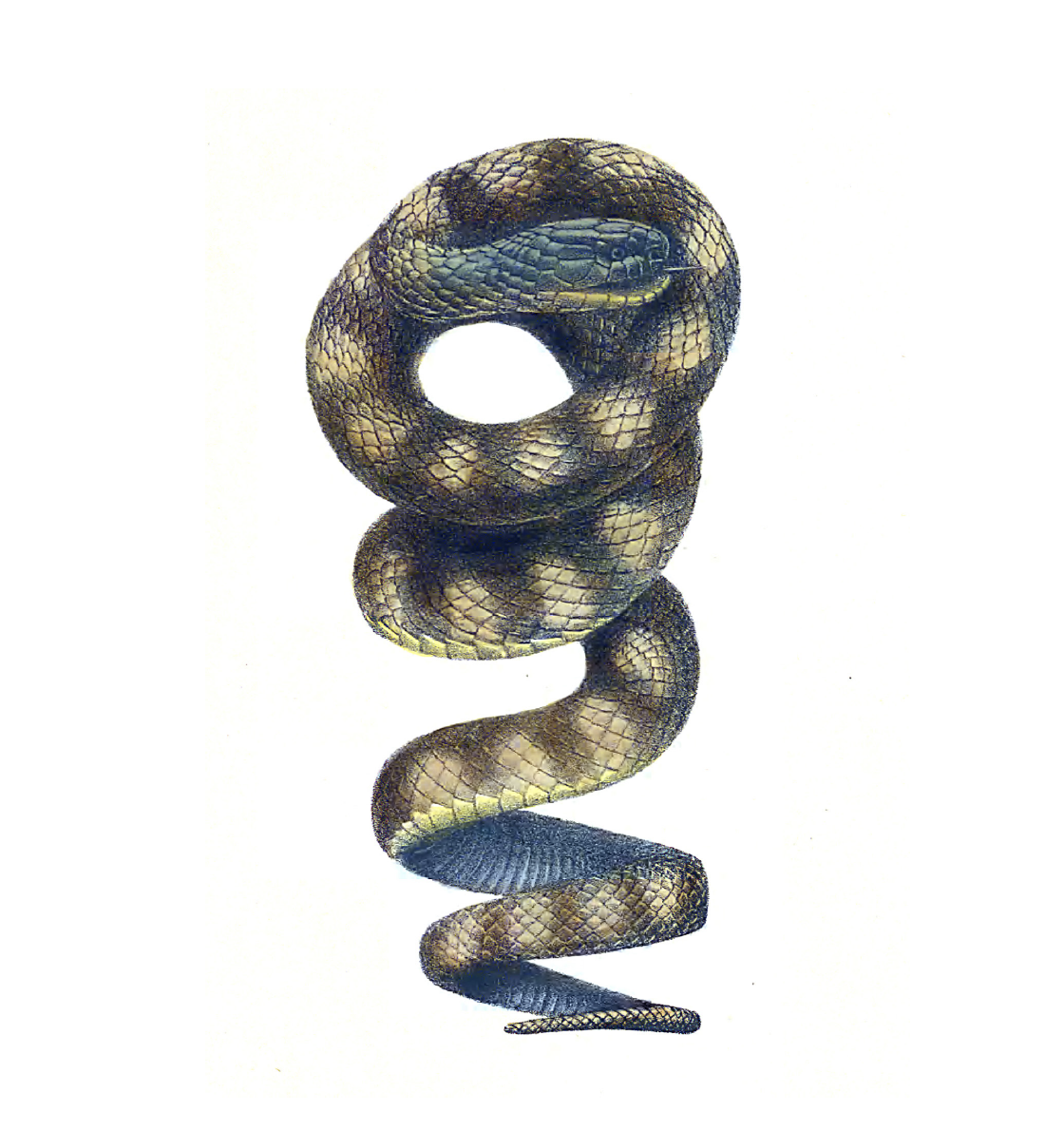 Book Snakes Illustrated Monthly