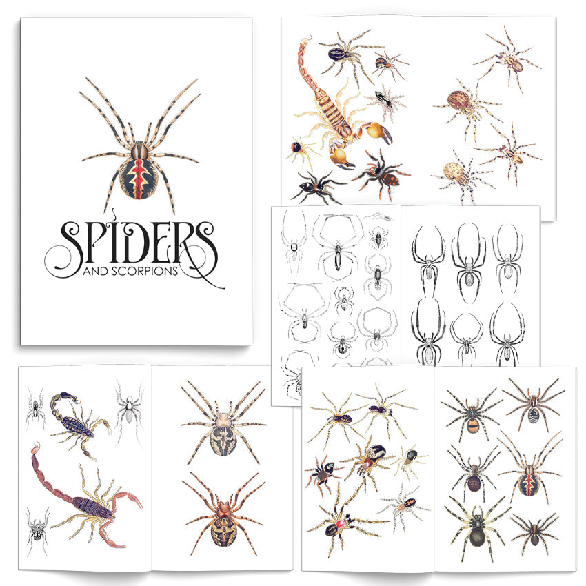 Book Spiders and Scorpions Illustrated Monthly