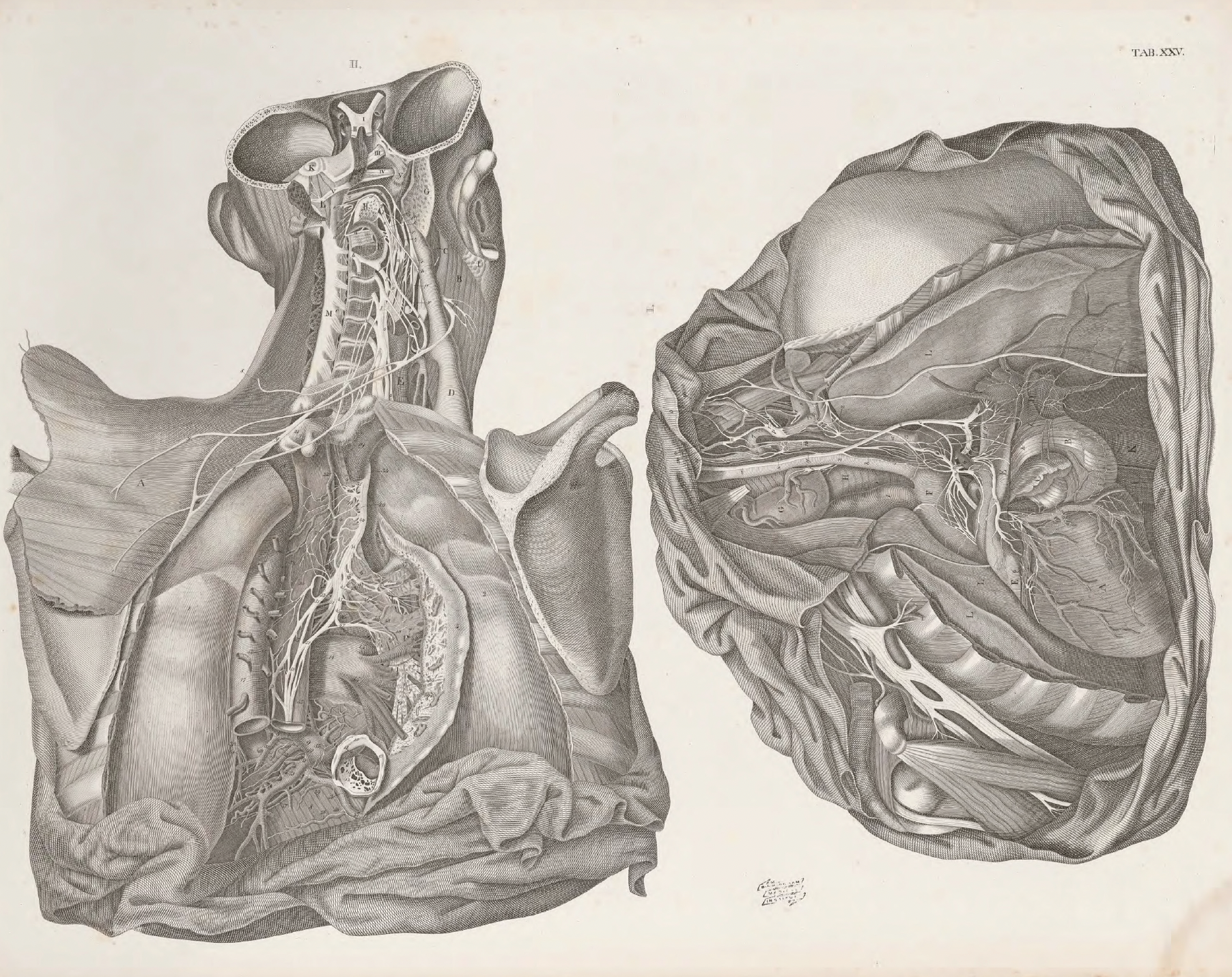 eBook Surgical Anatomy big fish