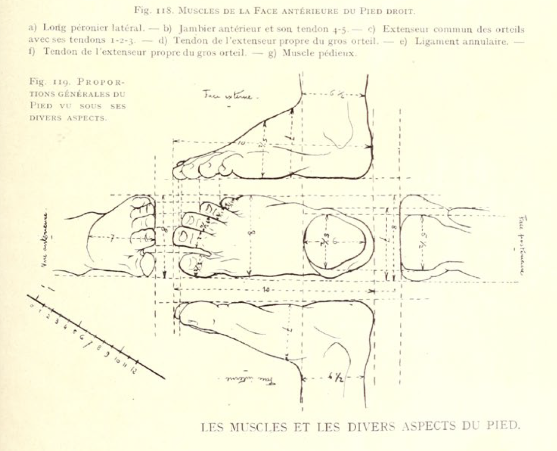 The human figure in art and education