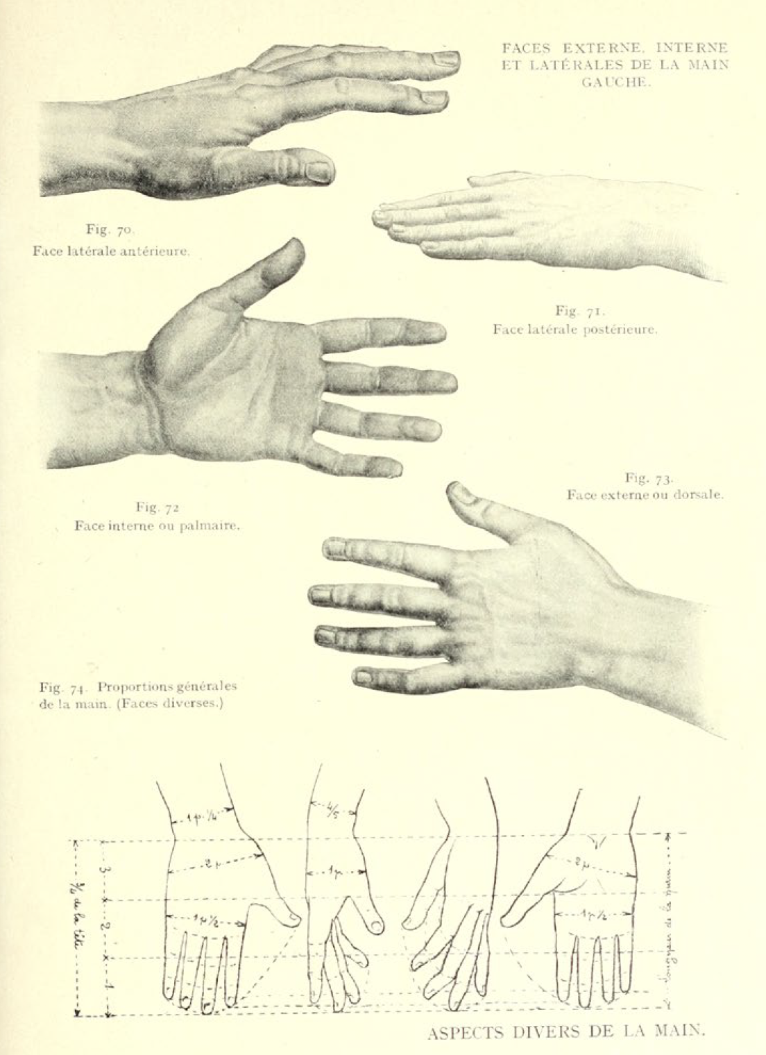 The human figure in art and education