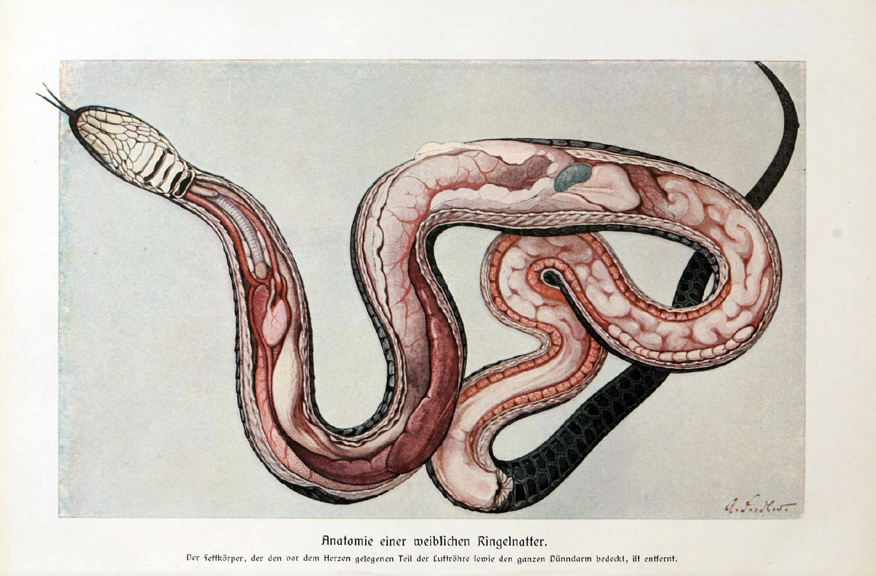 eBook The Outer Portal Illustrated Monthly