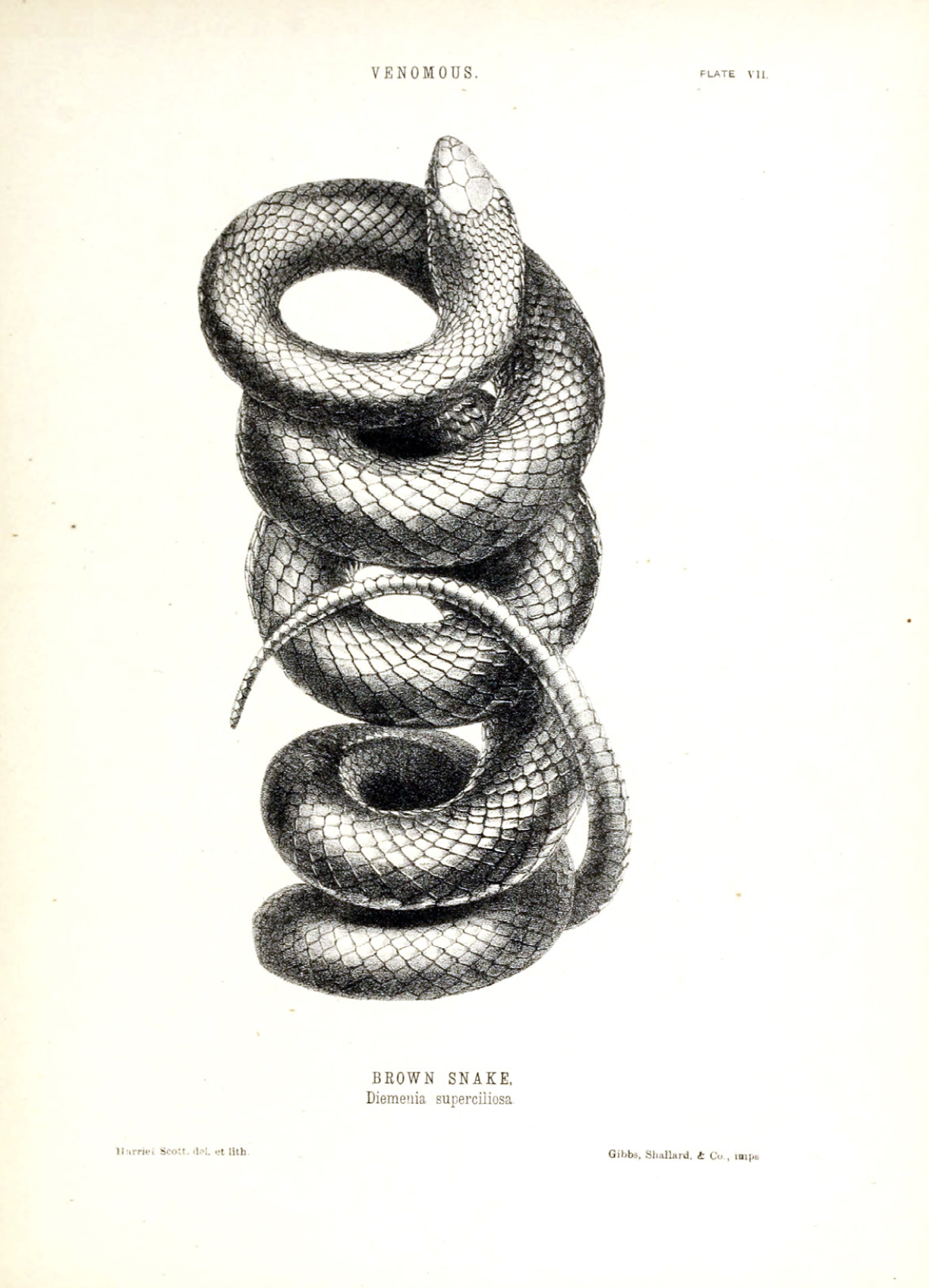 eBook The Outer Portal Illustrated Monthly