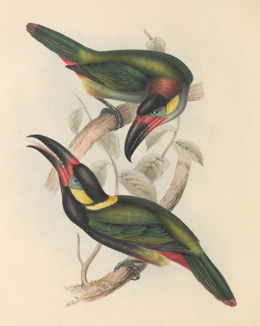 eBook Toucans Illustrated Monthly