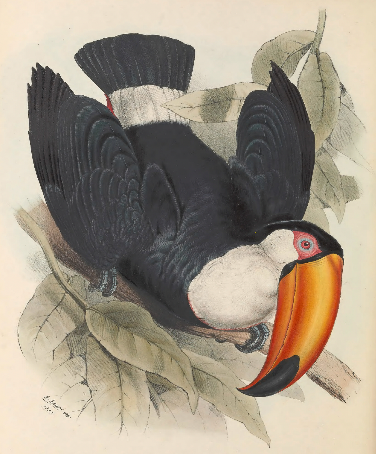 eBook Toucans Illustrated Monthly